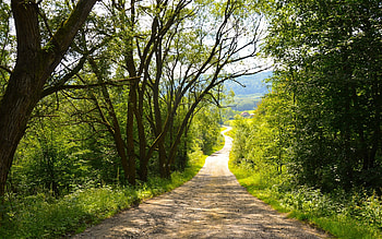 Road in Poland, trees, road, nature, Poland HD wallpaper