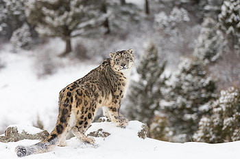 Snow Leopard, , Zoey Anderson's post, Stunning ry HD wallpaper