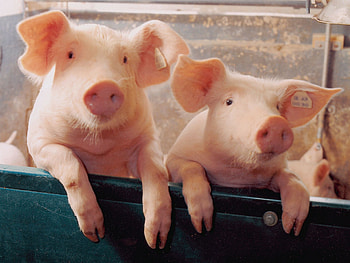 Pigs at play, Friendly farm animals, Oink and snort, Captivating cuties HD wallpaper