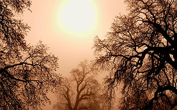 Landscape, Trees HD wallpaper