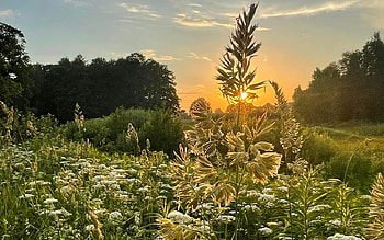 Meadow at Sunset, Latvia, meadow, bentgrass, sunset, flowers HD wallpaper