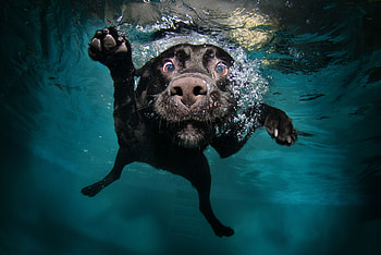 Animals, Water, Dog, Under Water, Underwater, Swims, Floats HD wallpaper