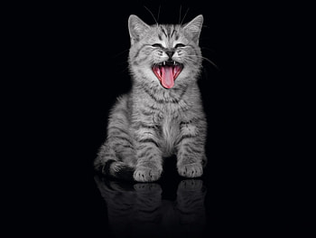 Animals, Cats HD wallpaper