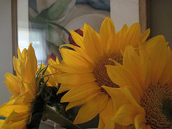 Sunflower surprise, sunshine, yellow, magical, love, happy, surprise, sunflower, forever HD wallpaper