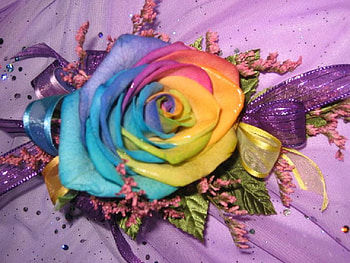 colorful rose, delecate, colorful, plants, soft, nice, rose, pretty, petals, blossoms, bud, nature, flowers, elegance, blooms HD wallpaper