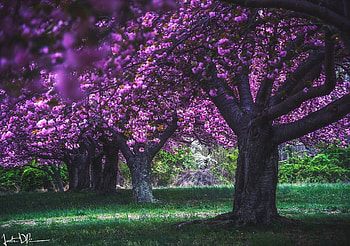Lasting Light, sunlight, trees, blooming, flowers, grass, spring, beauty HD wallpaper