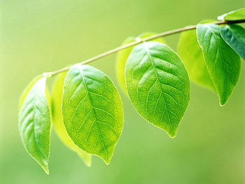 Grass, Leaves, Macro, Wood, Tree HD wallpaper