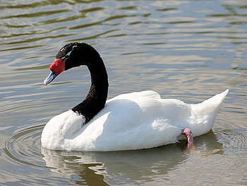 SWAN, Water, Waves, Colors, Feathers HD wallpaper
