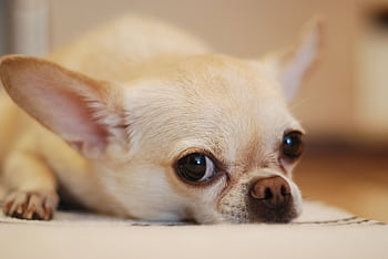 Adorable close-up of a chihuahua dog resting indoors with big eyes and alert ears. HD wallpaper