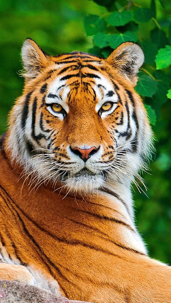 Tiger - Awesome, Cool Tiger HD phone wallpaper