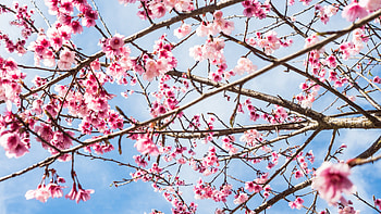 Cherry Blossom, Nature, Blossom, Cherry, tree HD wallpaper