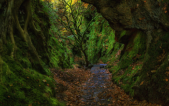 Nature, Ladder, Stairs, Scotland, Foliage, Moss, Gorge, Devil's Ladder, Devil's Staircase, Finnich HD wallpaper