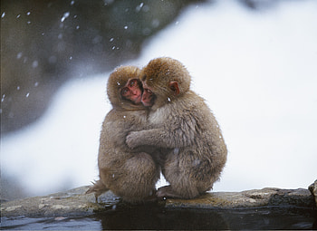 Animals, Snow, Monkeys, Couple, Pair, Care, Embrace HD wallpaper