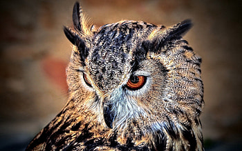 Animals, Owl, Bird, Predator, Sight, Opinion HD wallpaper