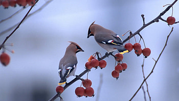 Waxwing birds, berries, branches, pair, nature HD wallpaper