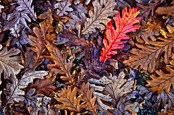 Oak leaves, autumn, fall HD wallpaper