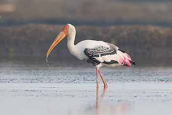 HQ stork , , Animal , Striking stork HD wallpaper