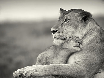 Animals, Lions HD wallpaper