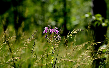 Grass, Flower, Macro, Forest HD wallpaper