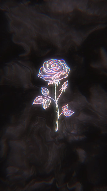 Blck rose, aesthetic, black rose HD phone wallpaper