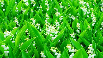 Lily of the Valley , Floral beauty, Nature backgrounds, Flower HD wallpaper