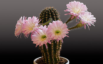 Cactus Flowers, nature, pink, flowers, cactus, potted HD wallpaper