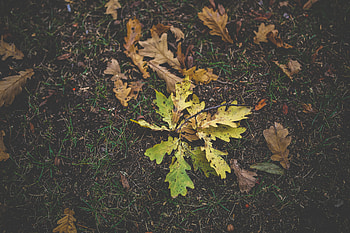 Nature, Grass, Autumn, Foliage, Oak HD wallpaper