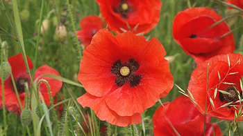 Red Flowers, grass, flowers, poppy, red HD wallpaper