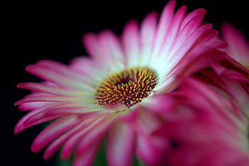 Pink Gerbera, flower, close up HD wallpaper