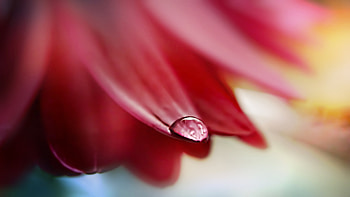 Drops, Macro, Shine, Light, Petals, Dew HD wallpaper