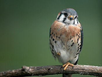 Animals, Bird, Wood, Sit, Tree, Small HD wallpaper