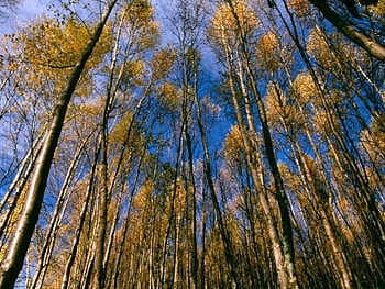 Lake_Alaska tree.., forests, nature HD wallpaper