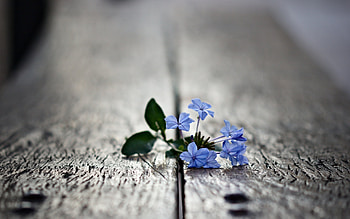 Plants, Flowers HD wallpaper