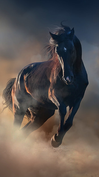 Sleek black elegance, Captivating presence, Mobile charm, Striking beauty HD phone wallpaper