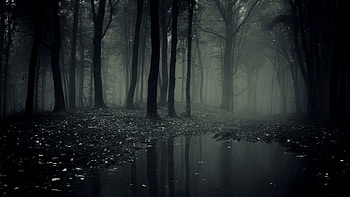 Explore and share Creepy Forest on afari HD wallpaper