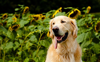 Animals, Dog, Muzzle, Relaxation, Rest, Language, Tongue HD wallpaper