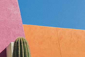 Wall, Flower, Minimalism, Cactus, Prickles, Thorns HD wallpaper