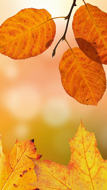 Autumn leaves , Mobile and , Nature's tapestry, Fall colors HD phone wallpaper