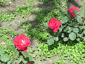 Flowers in Downtown 42, Roses, graphy, green, Red, Flowers, garden HD wallpaper