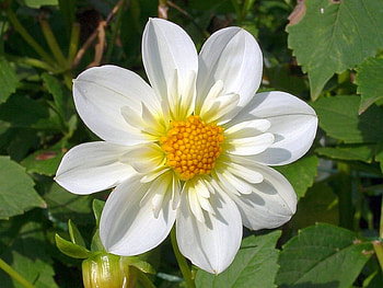 White Flower, white, beautiful, , flower HD wallpaper