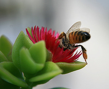 bee-flower-macro, animal, color, bee, flower, macro HD wallpaper