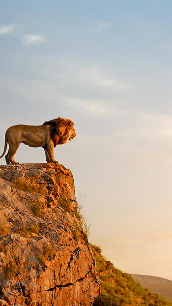 Africa, Travels, The Lion King HD phone wallpaper