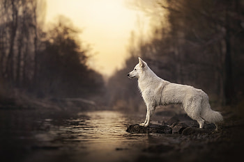 Animal, swiss shepherd HD wallpaper