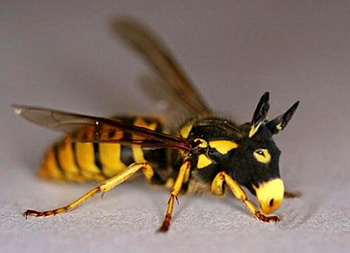 HORSEWASP, horse, hybrid, wasp, morphed, yellow jacket, fantasy, hop, cool, funny, insect HD wallpaper