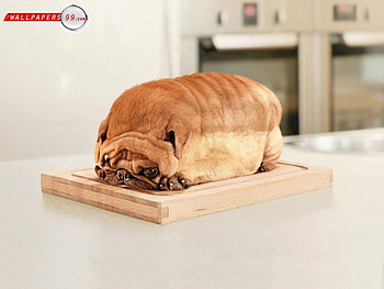 bread pug !!!, dog, pug, pup, bread HD wallpaper