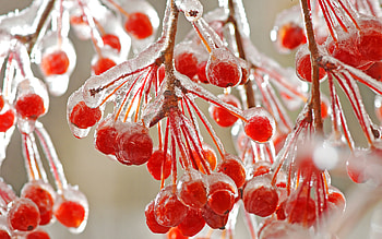 Plants, Berries HD wallpaper