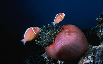 Life Underwater, Sealife, Fish, Nature, Oceans, Coral Reefs HD wallpaper