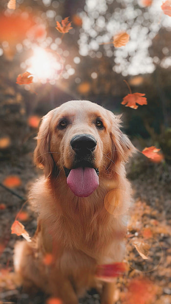 Best dog , Stunning , High quality HD phone wallpaper