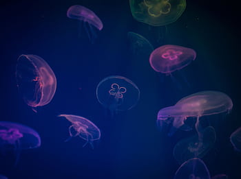 Mesmerizing jellyfish swimming gracefully in a vibrant underwater seascape. HD wallpaper