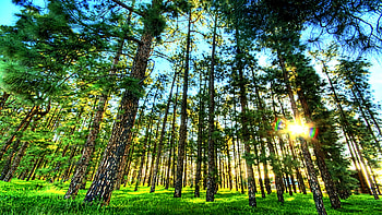 Refresh, light, green, trees, nature, grass, sun, forest, ray HD wallpaper